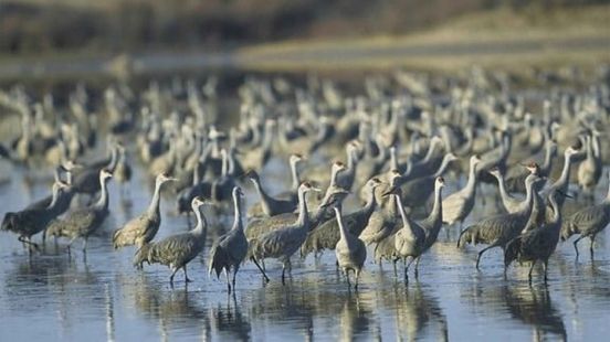 Vogelgriep zorgt voor duizenden dode kraanvogels