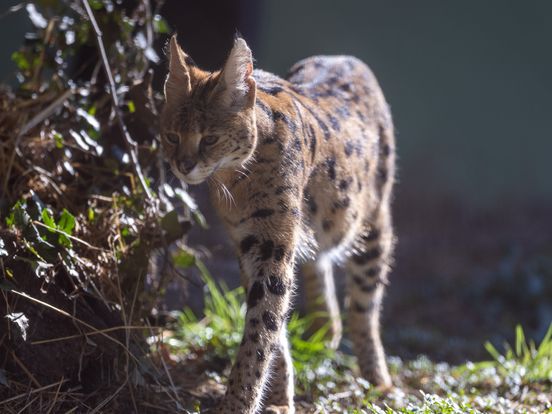 Ontsnapte serval weer gevonden met behulp van drone in Lexmond