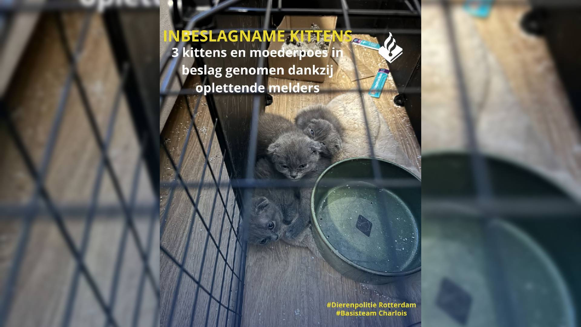 Dierenpolitie Rotterdam deelde de beelden van de kittens op sociale media
