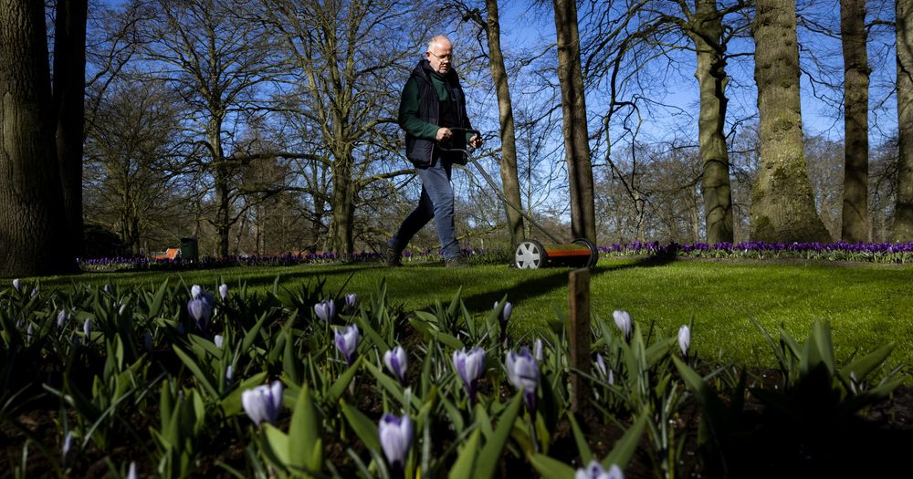 Tuinmannen leggen laatste hand aan Keukenhof: 'Alle grassprietjes