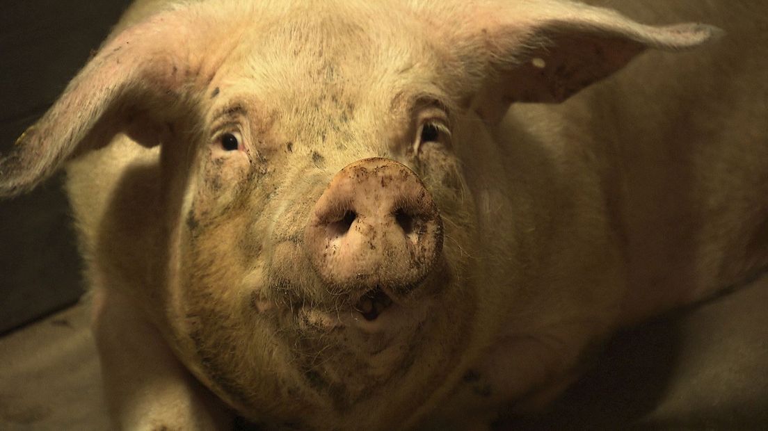 Petitie tegen varkenshouder