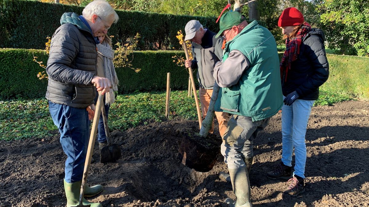 Nieuwe kersenbomen na overstroming Wijlre