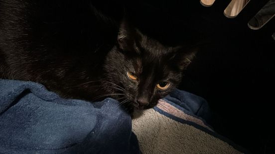 Zwarte kat heeft zelf ongeluk, zit klem in kiepraam.