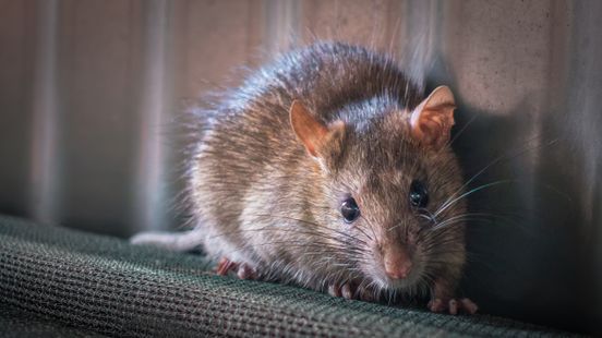 Twentse ambtenaar ernstig ziek door hantavirus, collega's geïnformeerd Home