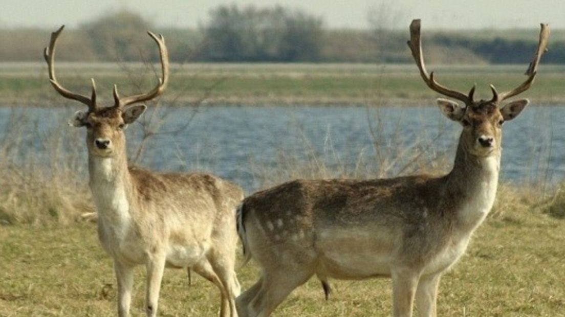 Dierenrechtenorganisaties maken opnieuw bezwaar tegen afschot damherten