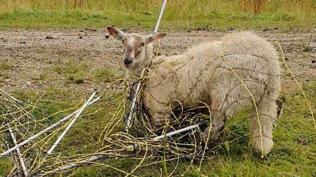 Een van de schapen