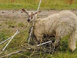 Kreupele schapen en geen schoon drinkwater: dierenhouder moet stoppen