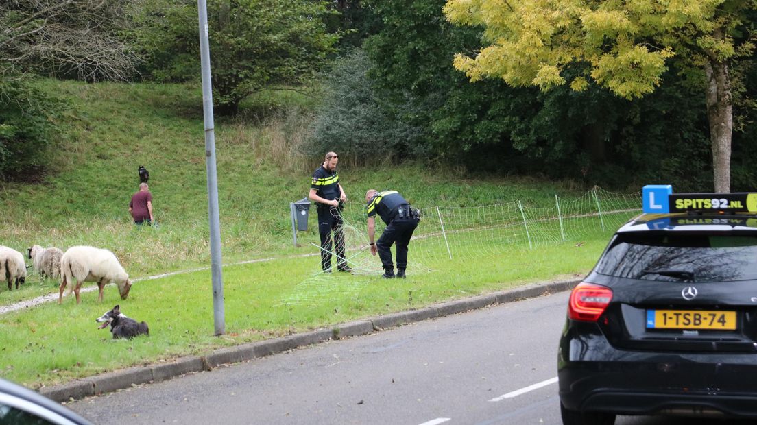 De schapen zorgen voor chaos (Rechten: Persbureau Meter)