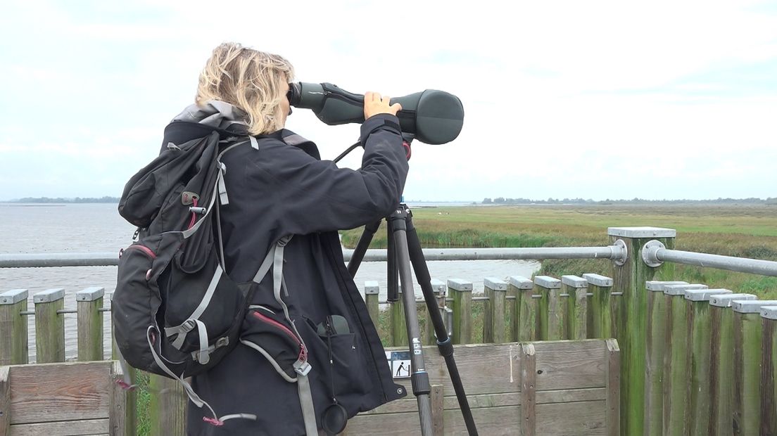 De Goeij zoekt lepelaars in het Lauwersmeergebied