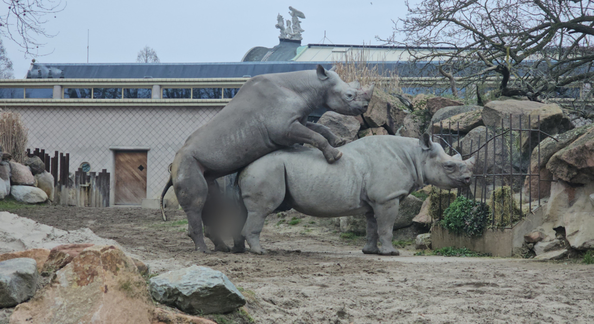 Neushoorns Kito en Naima op hun two-day-stand