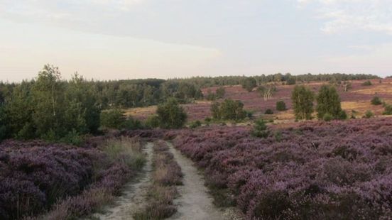 Bezoekerscentrum Sallandse Heuvelrug met sluiting bedreigd Home