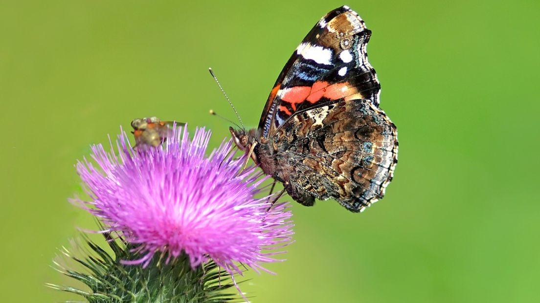 Sinds 1992 zijn er steeds minder vlinders in Nederland (Rechten: Pixabay.com)
