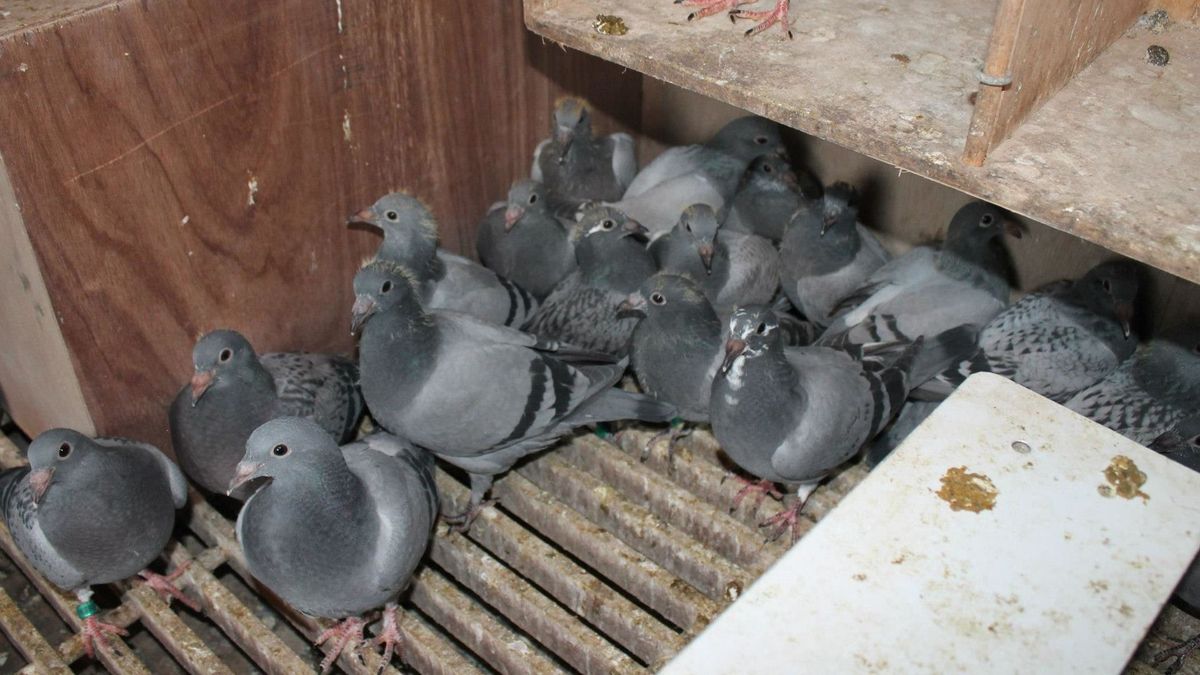 Vier Litouwers aangehouden voor diefstal kostbare postduiven in Steggerda