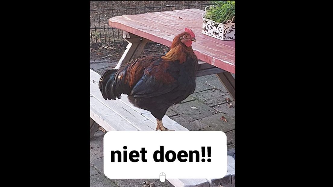 Een van de gedumpte hanen in Vleuten, met de Facebookoproep van de dierenweide.