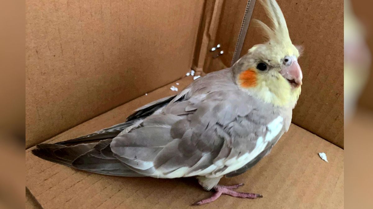 Gedeputeerde Henk Brink zoekt eigenaar exotische vluchteling