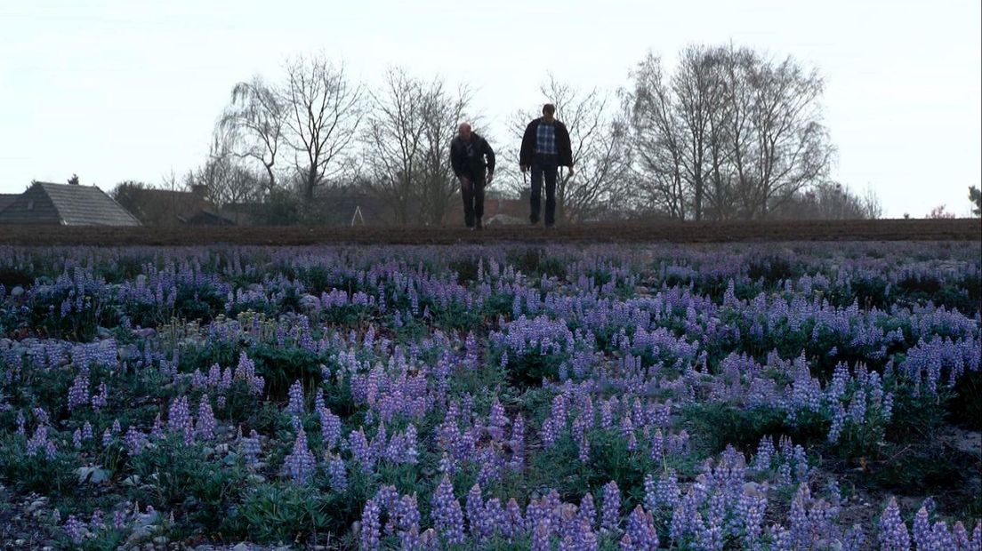 Lupinevelden in de zomer