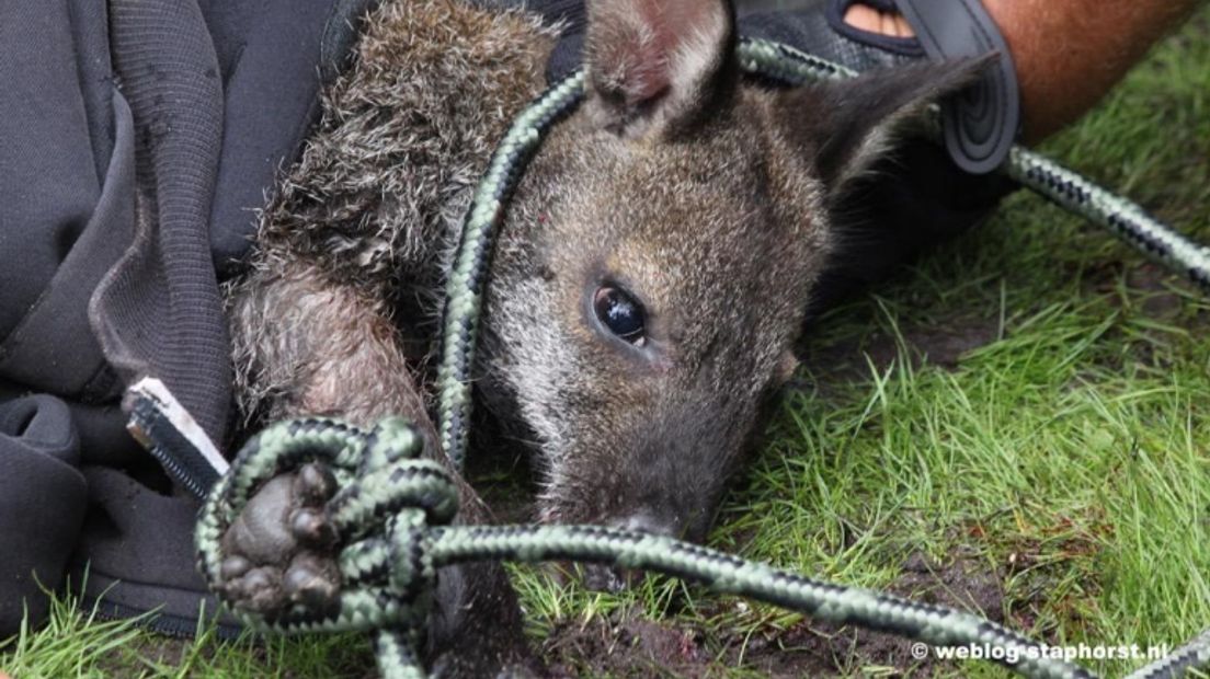 De kangoeroe werd met een lasso gevangen (Rechten: weblog-staphorst.nl)