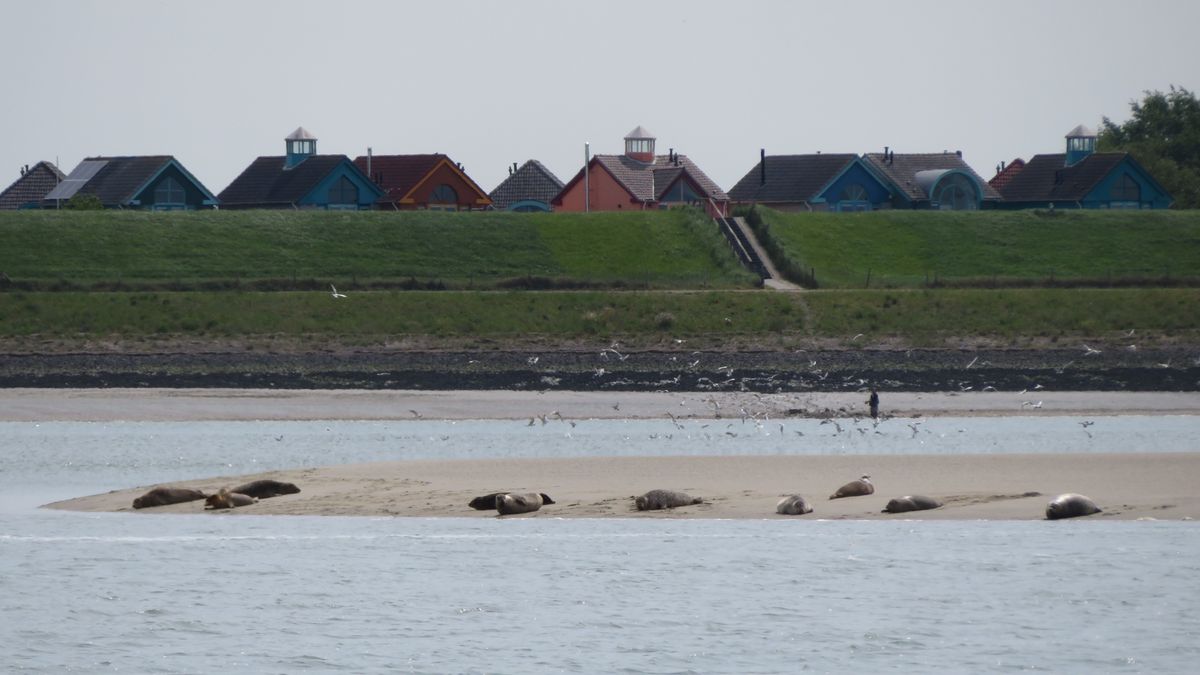 Opvarenden plezierjacht nog hele avond vast op zandplaat in Westerschelde