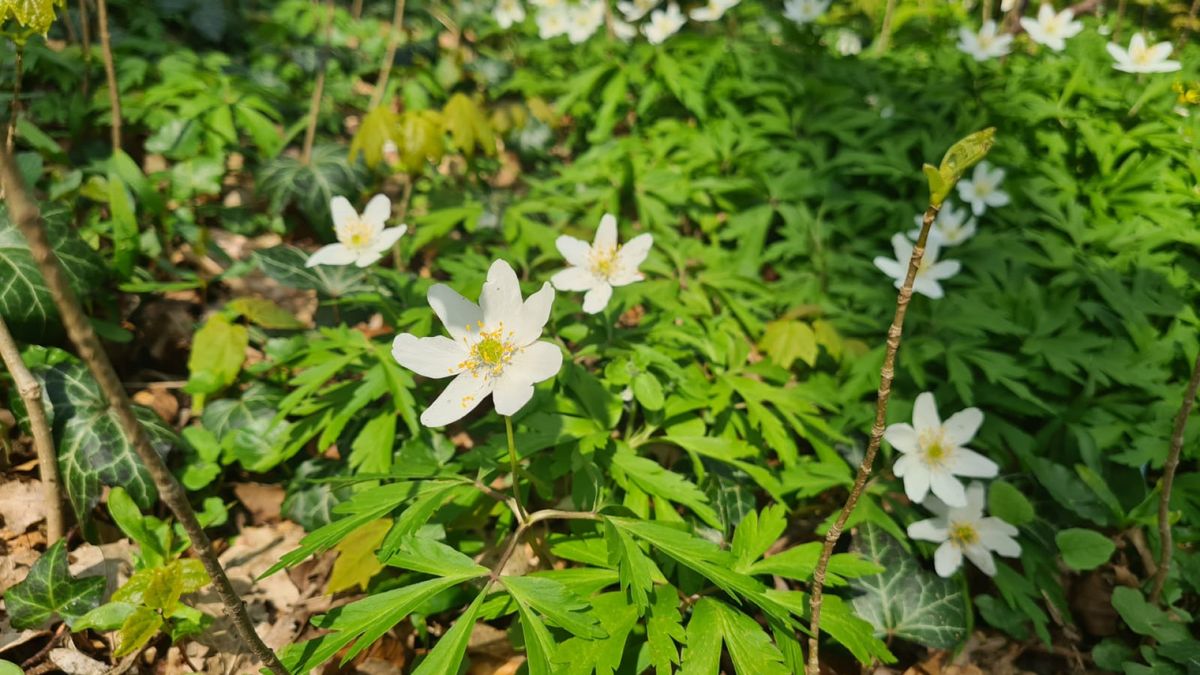 Het is duidelijk lente: Haagse Bos bezaaid met dit witte bloempje