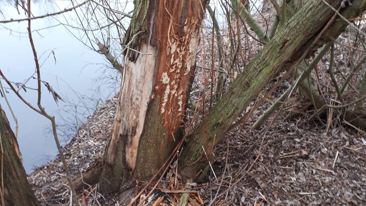 Beversporen ontdekt langs A2 bij Haarrijnseplas: 