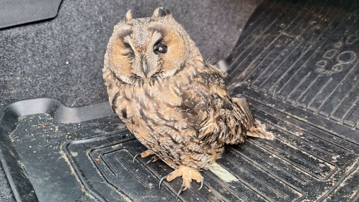Weginspecteur Rijkswaterstaat pikt ongebruikelijke passagier op