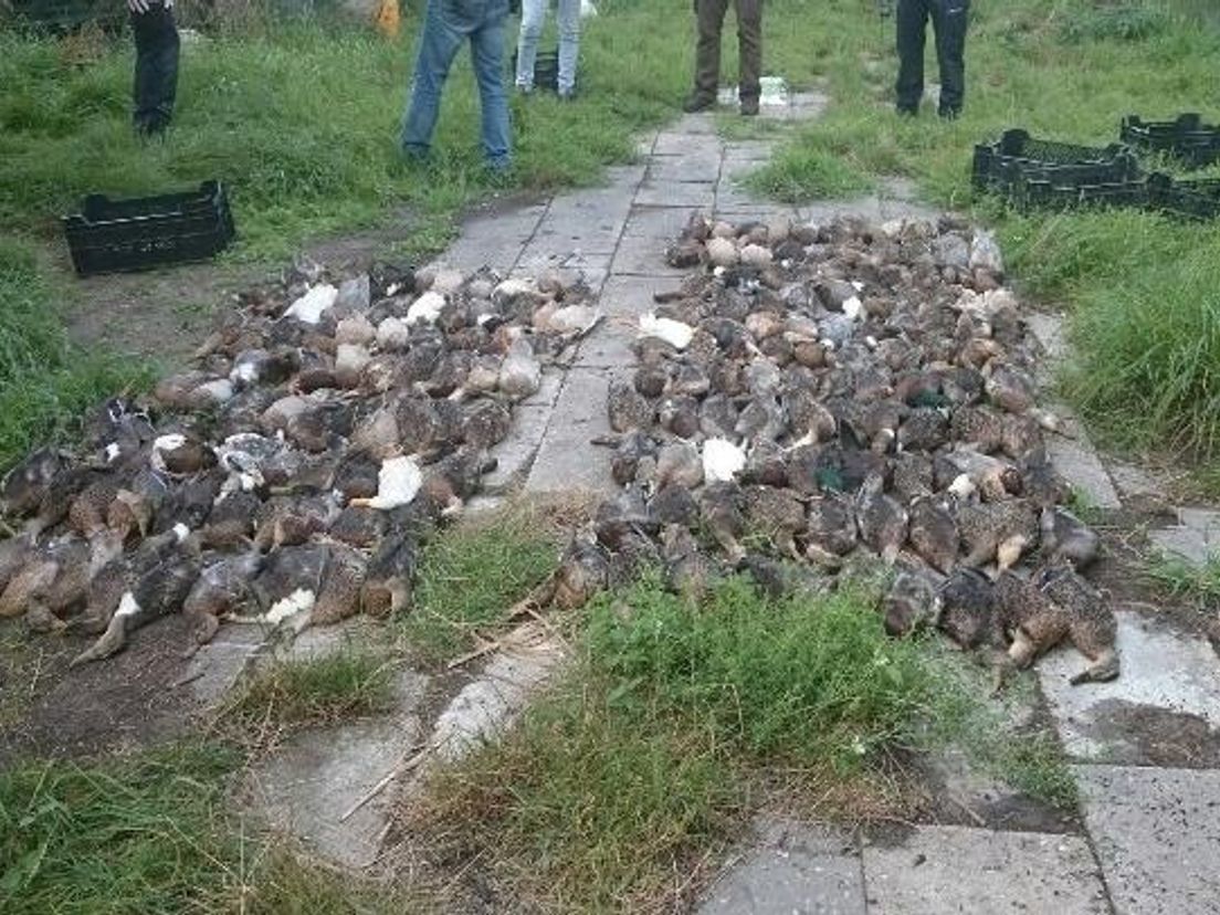 189 doden eenden ontdekt.