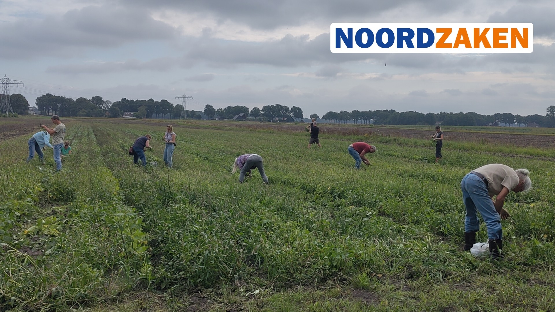 De bonenplukkers in actie