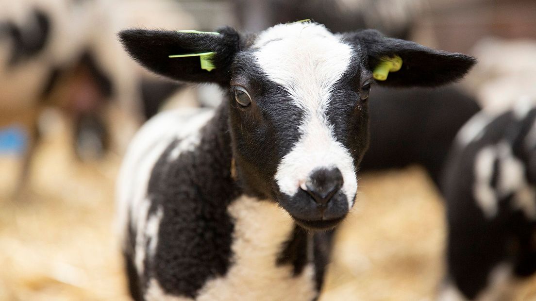 Bonte verzameling lammetjes dit jaar