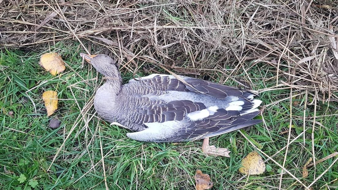 Een dode grauwe gans in natuurgebied De Onlanden