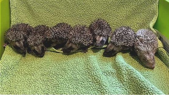 Egelopvangtehuizen overvol met onderkoelde en ondervoede egels