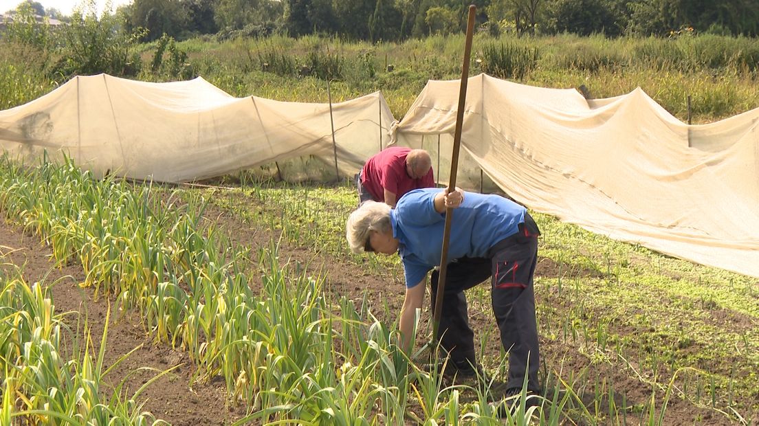 Op de StadsAkkers in Apeldoorn steken mensen met uiteenlopende achtergronden de handen uit de mouwen, ook jongeren. Tientallen mensen met groene vingers en vooral mensen die minder makkelijk aan een baan komen vinden er onbetaald werk en vooral een fijne dagbesteding.