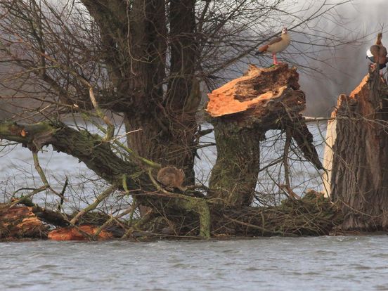 Hoogwater jaagt haas de boom in