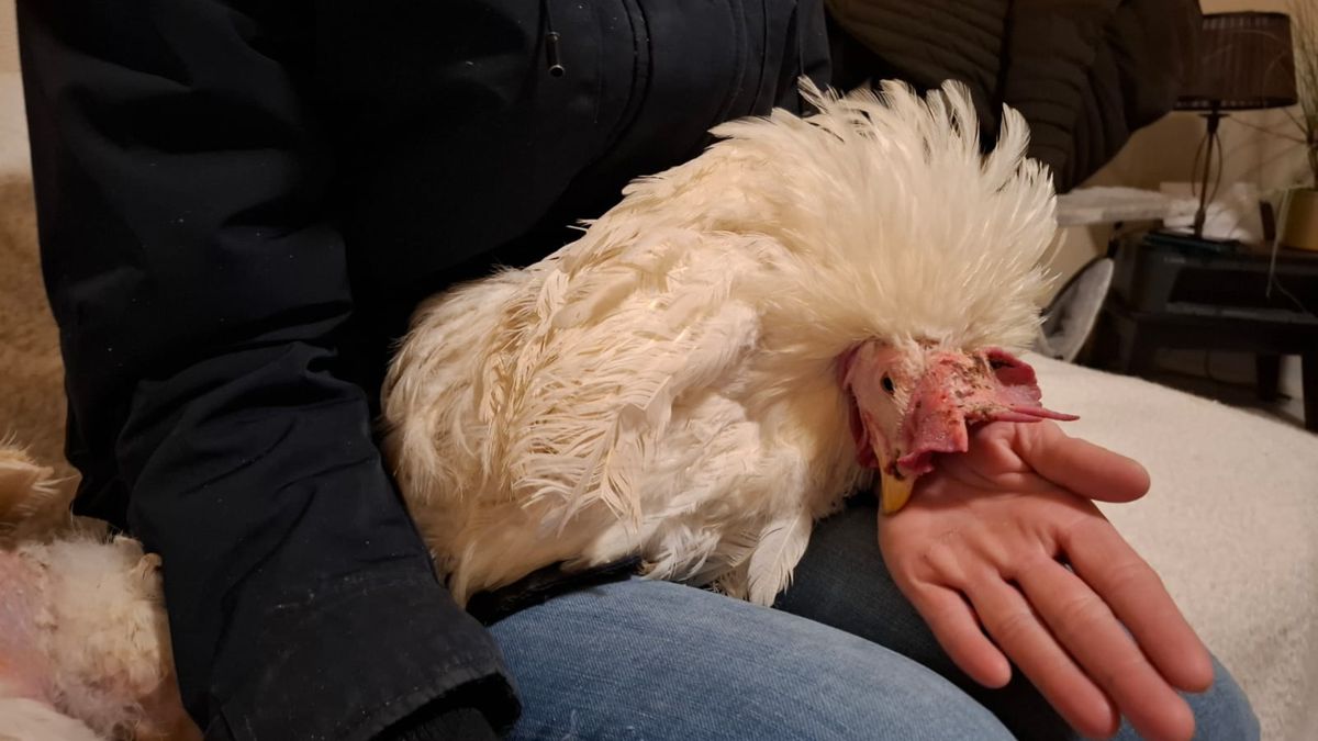Dierenopvang Stramproy doet aangifte na kippendump: 'Bruiloftsgeintje is dierenmishandeling'