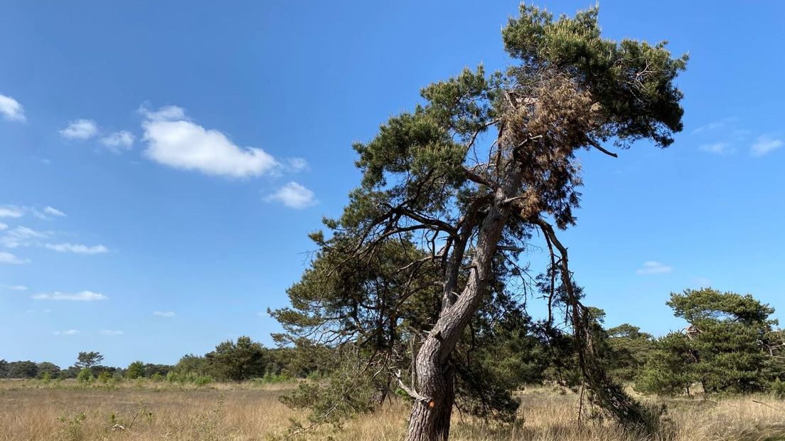 boosheid over bomenkap Boetelerveld