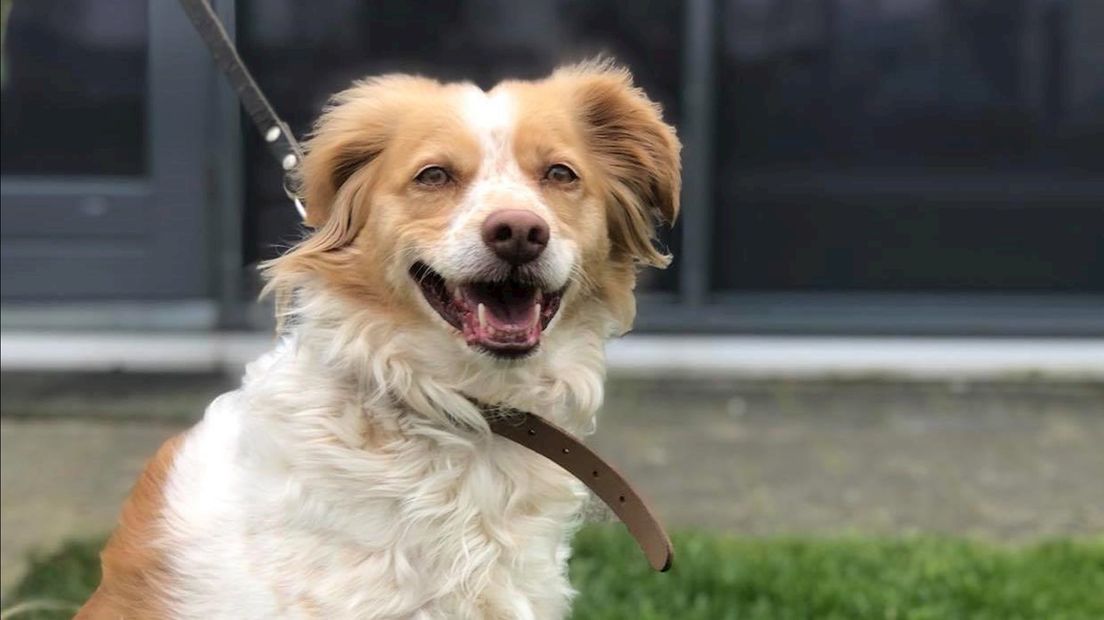 Dierenasiels zien vraag toenemen in corona-tijdperk