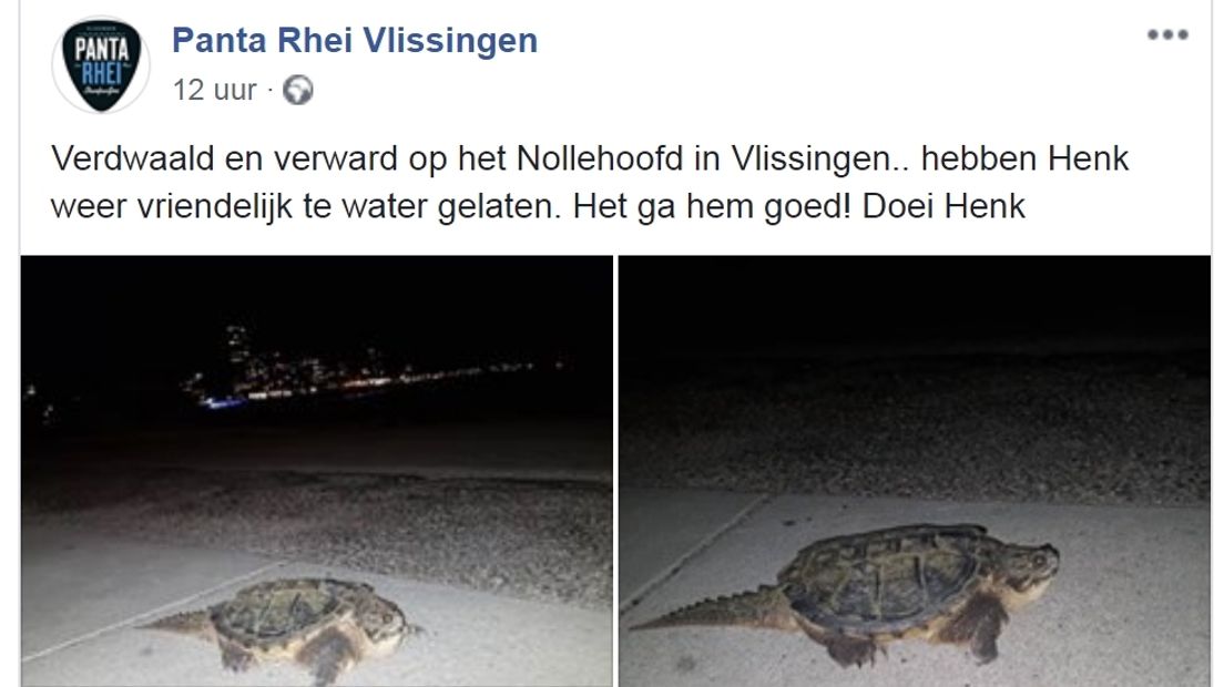 Facebookpost van strandpaviljoen Panta Rhei over de aangespoelde bijtschildpad Henk.