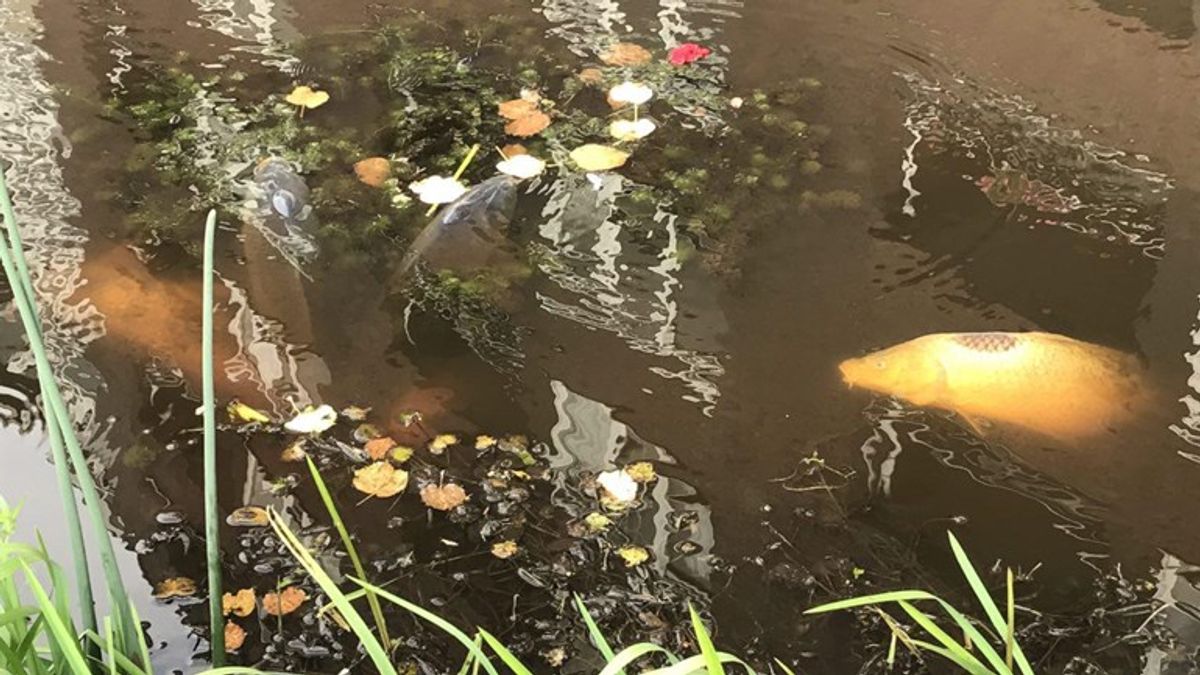 Weer dode vissen in Middenraai bij Nieuw-Balinge