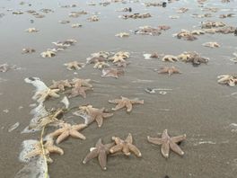 Duizenden zeesterren aangespoeld door storm: 'Gaat flink stinken'