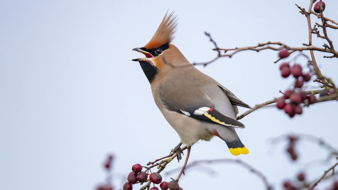 Een pestvogel.