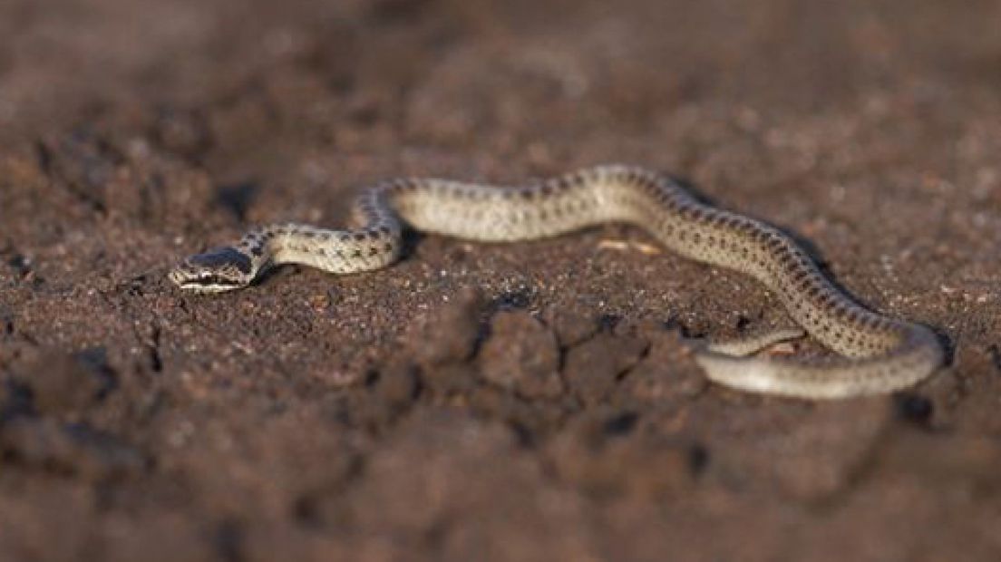 Herpetoduct op de Veluwe