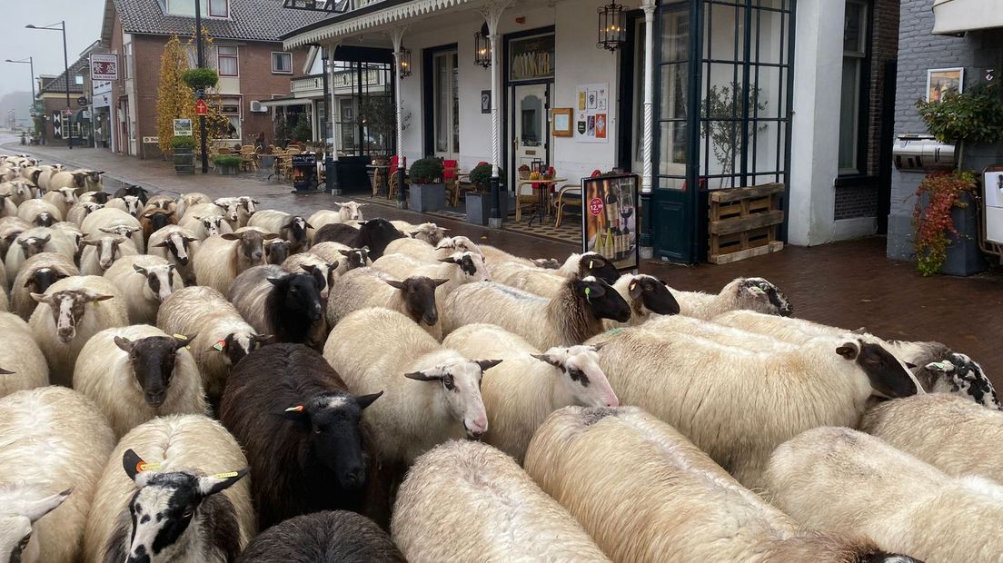 De schapen door het centrum van Vorden.