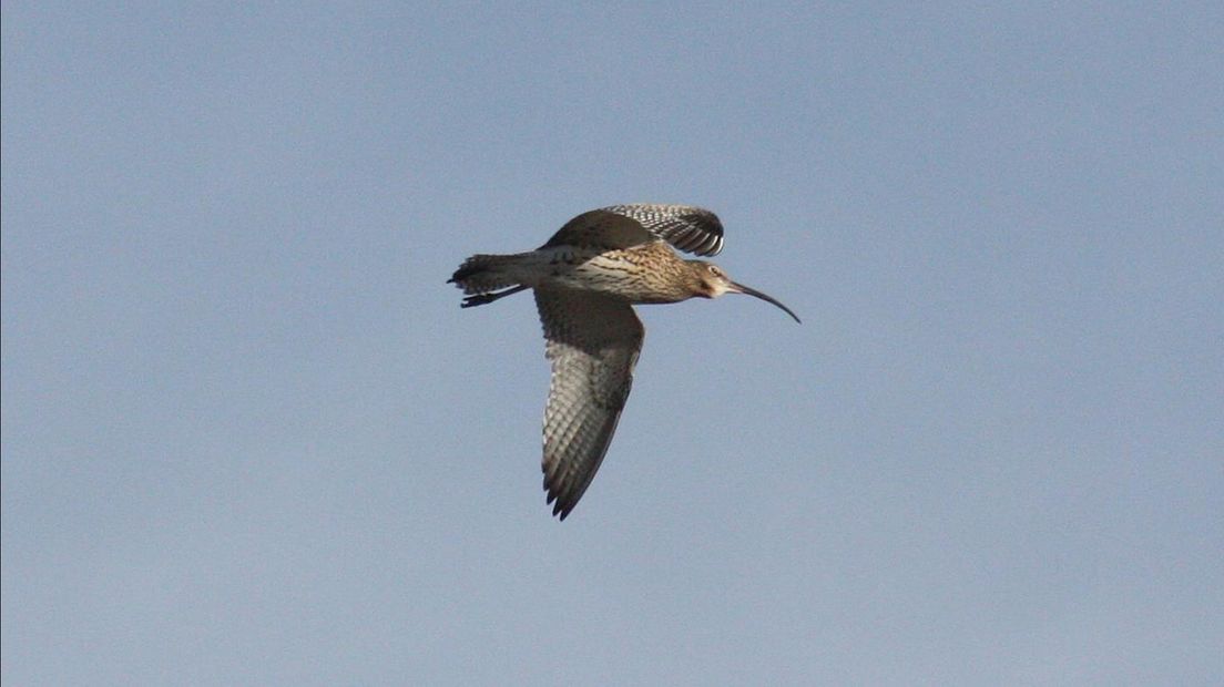 De Wulp doet het steeds slechter in Overijssel