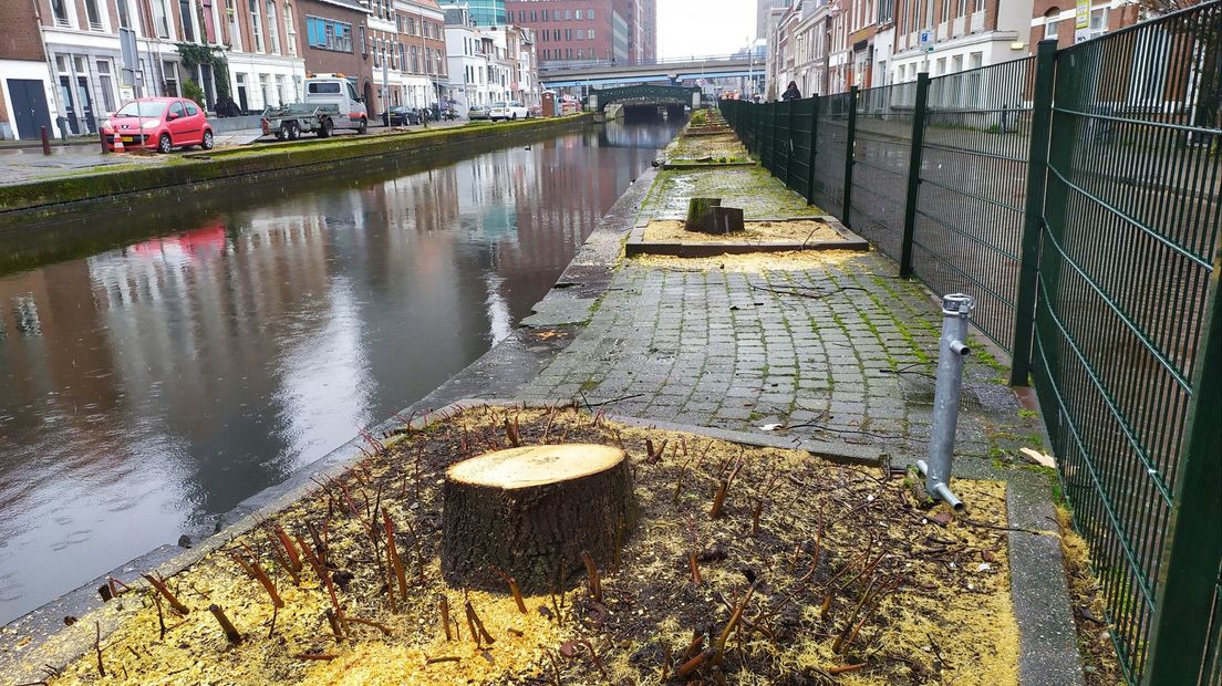 Gekapt Haags hout aan de Zwarteweg