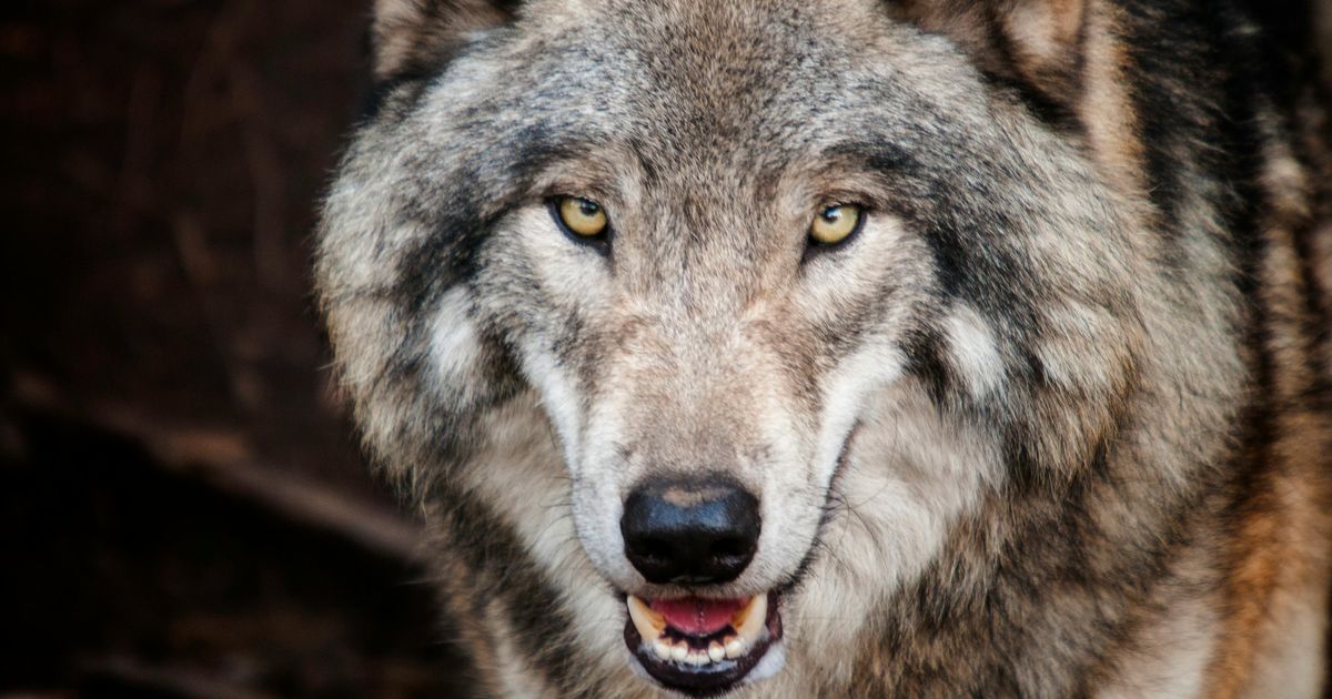 www.rtvutrecht.nl