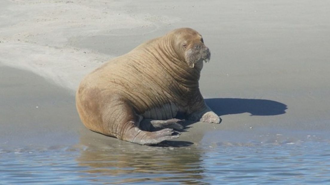 De walrus gespot bij Schiermonnikoog