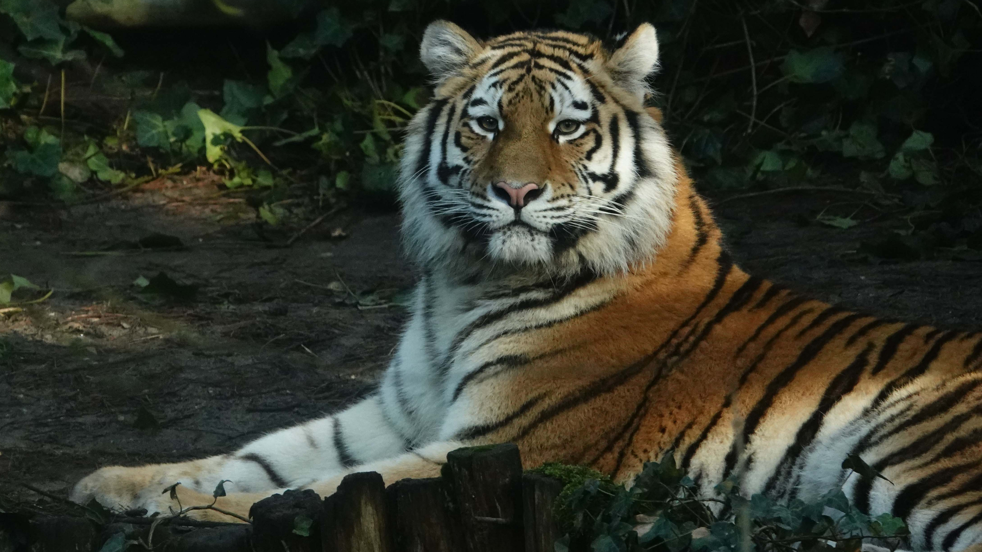 Dierenpark Amersfoort verwelkomt Siberische tijger Anya