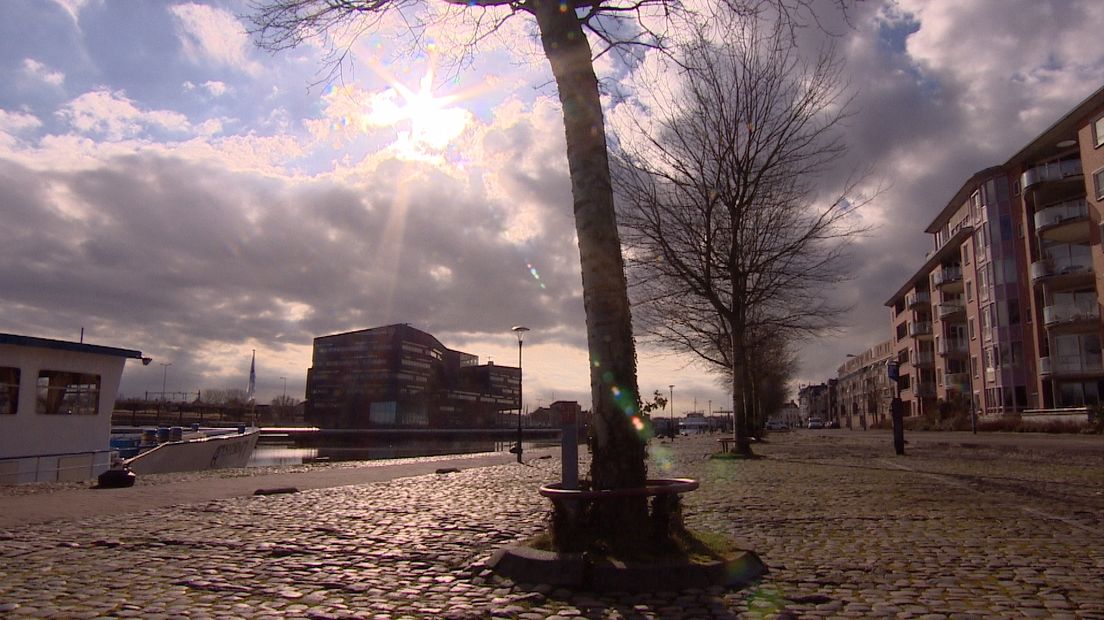 De wortels van de zilverpopulieren duwen de straatstenen omhoog