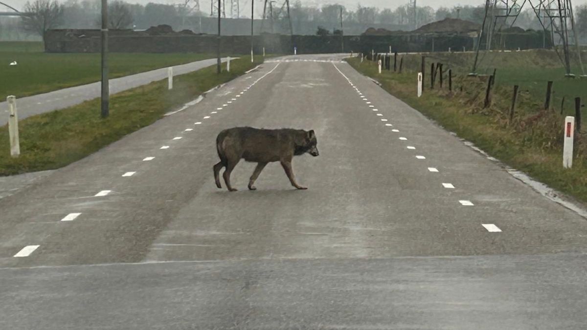 Automobilist ziet wolf bij Julianakanaal