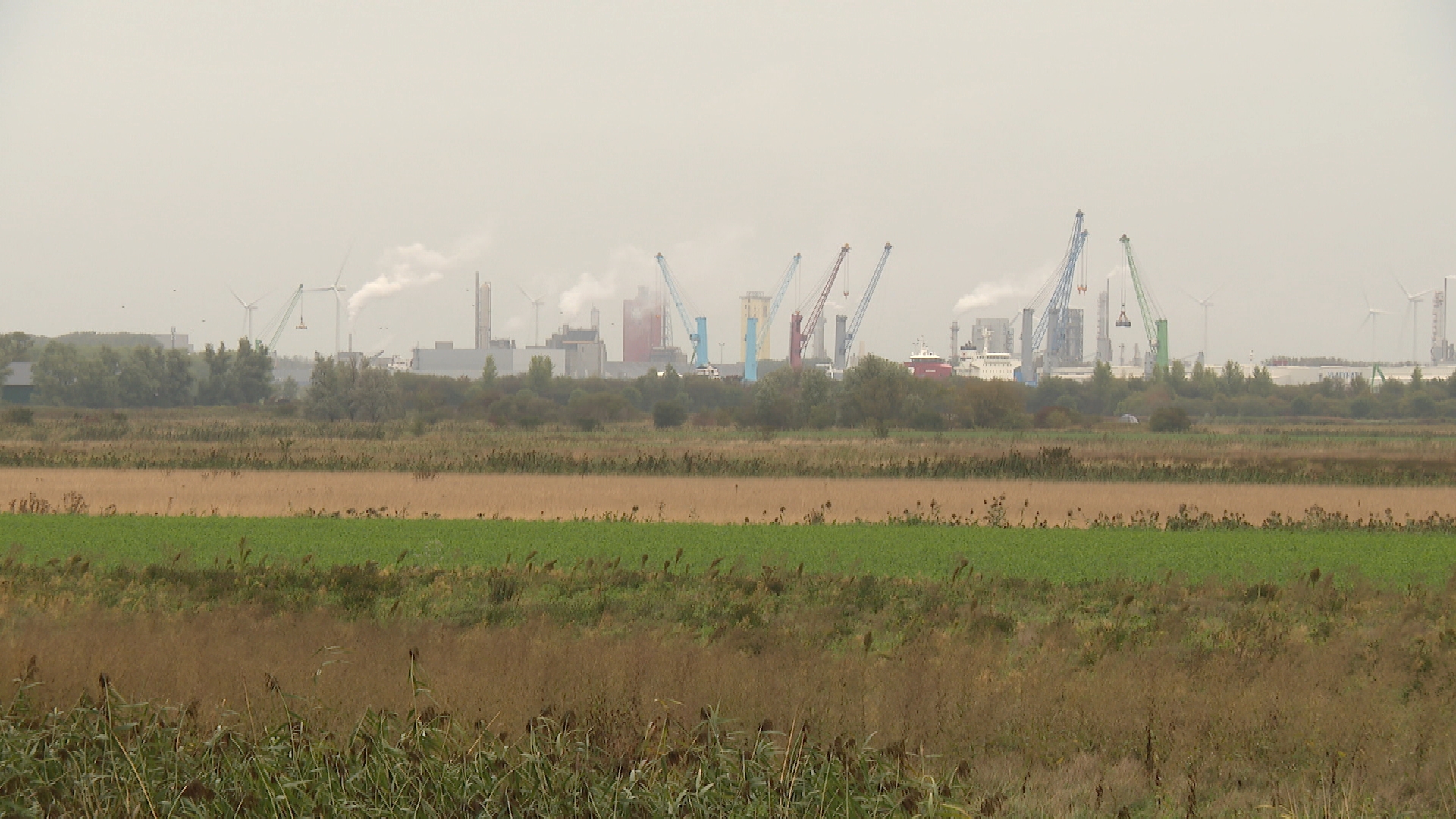 Nieuwe natuurvereniging Eco Sea Port wil natuur promoten in - jawel - havengebied Gent-Vlissingen