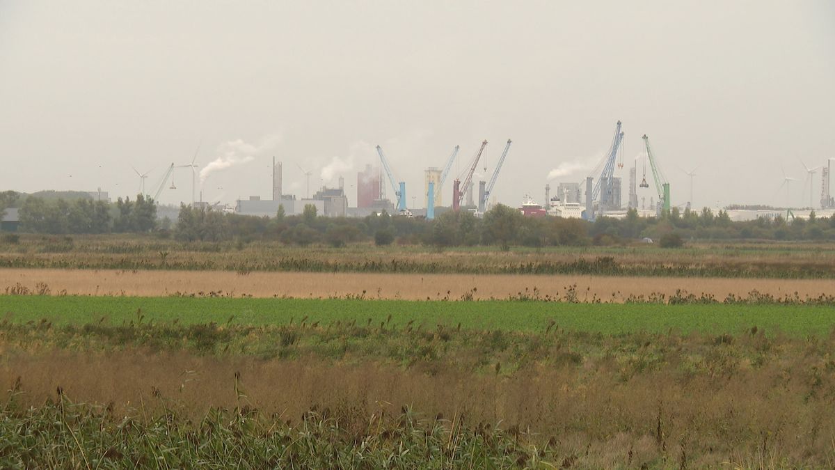 Nieuwe natuurvereniging Eco Sea Port wil natuur promoten in - jawel - havengebied Gent-Vlissingen